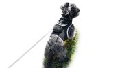 Waterproof Mini GSM GPRS Pet Tracker for Convenient Cat & Dog Tracking Size:M