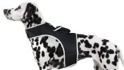 Waterproof Pet Tracker Mini Portable GSM Pet Locator Best GPS Dog Tracker Size:M