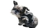Top Quality Pet Tracker Waterproof Dog GPS Tracking Collar Device NEW Size:M