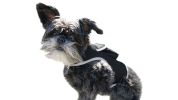 Waterproof Dog Tracker Collar Mounted GPRS GSM GPS Pet Location Finder Size:M