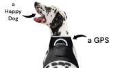 Waterproof Pet Tracker Mini Portable GSM Pet Locator Best GPS Dog Tracker Size:M